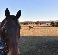 Clydesdale Cottage on Talga with real Clydesdale Horses - Accommodation Gold Coast