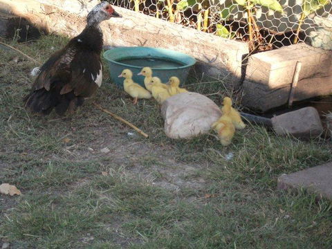 Corella Creek Country Farm Stay - Accommodation Gold Coast 0