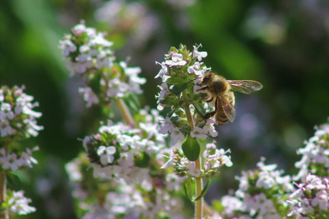 Cream Cottage - 1 Gold Coast 1
