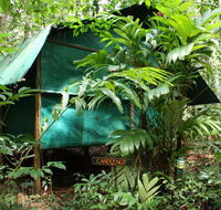 Daintree Crocodylus - Accommodation Gold Coast