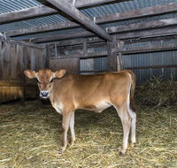 Dairyman's Cottage - Gold Coast 4U