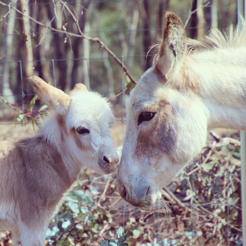 Donkey Tales Farm Cottages - Gold Coast 4U 3