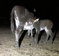 Donkey Tales Farm Cottages - Accommodation Gold Coast