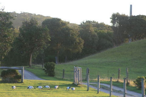Driftwood Villas - Gold Coast 4U 1