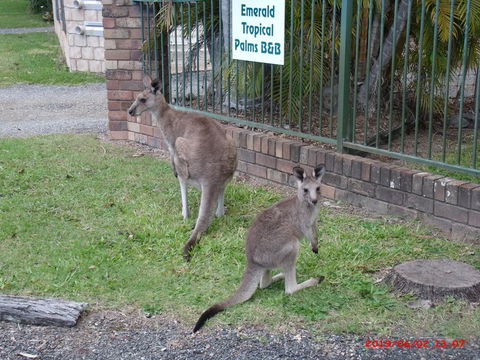 Emerald Tropical Palms B & B - Accommodation Gold Coast 1