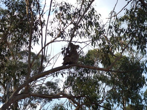 Escape To The Country - Enjoy The Firepit Or Explore Magical Bunya Mountains - Accommodation Gold Coast 0