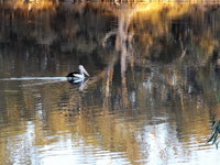 Book Euston Accommodation Vacations Accommodation Gold Coast Accommodation Gold Coast