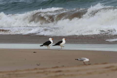 GALWAY COTTAGE - Accommodation Gold Coast 1