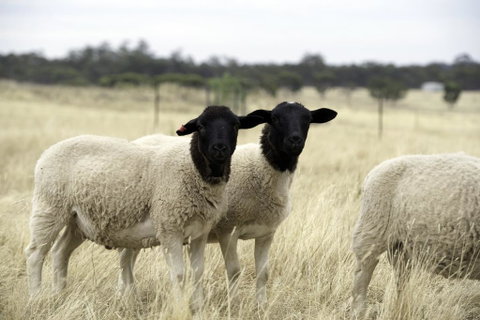 Gilgraves Vineyard Farmstay - Accommodation Gold Coast 3