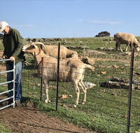 Gilgraves Vineyard Farmstay - Accommodation Gold Coast