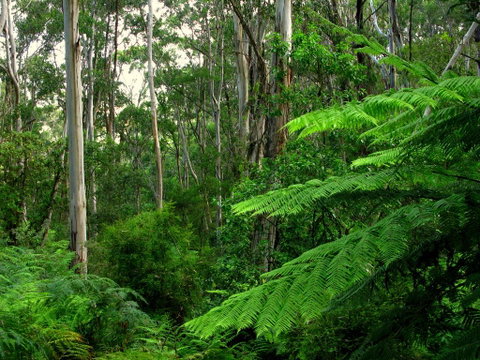 Glenaire Cottages - Accommodation Gold Coast 1