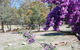 Gumleaves Bush Holidays - thumb 2