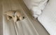 Happy Dogs Cottage Margaret River - thumb 3