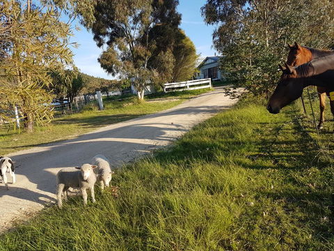 Happy Pig Farm - Accommodation Gold Coast 1