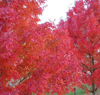 HEALESVILLE GETAWAY - Accommodation Gold Coast