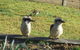 Kiah Country Gardens B&B - thumb 3