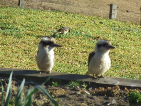 Kiah Country Gardens B&B - Gold Coast 4U 3