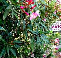 Mercury motor inn - Gold Coast 4U