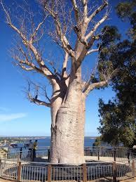 Dunes Scarborough Beach - Accommodation Gold Coast 35