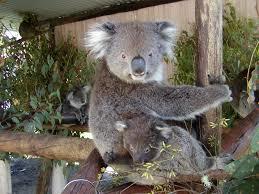 Dunes Scarborough Beach - Accommodation Gold Coast 42