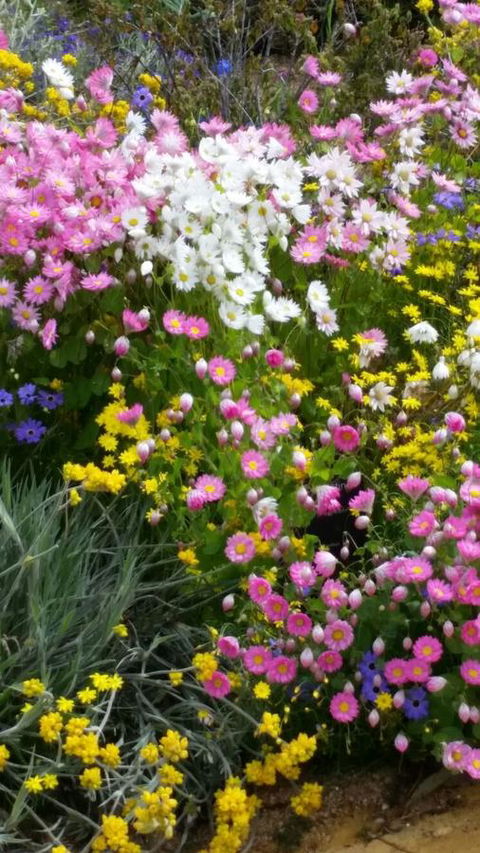 Dunes Scarborough Beach - Accommodation Gold Coast 44