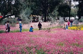 Dunes Scarborough Beach - Accommodation Gold Coast 36