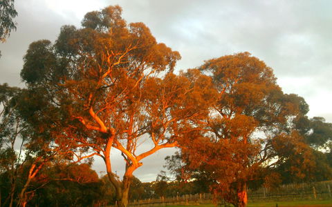 Hotham Ridge Estate - Gold Coast 4U 35