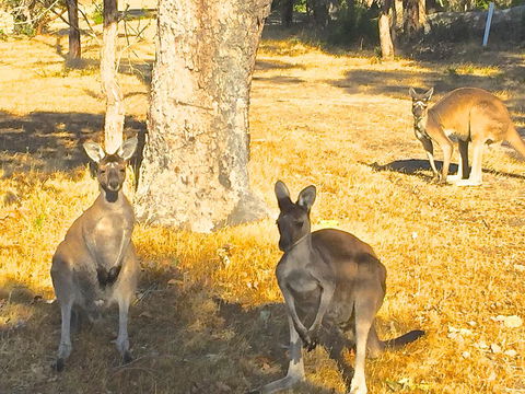 Sandpiper Retreat - Gold Coast 4U 37