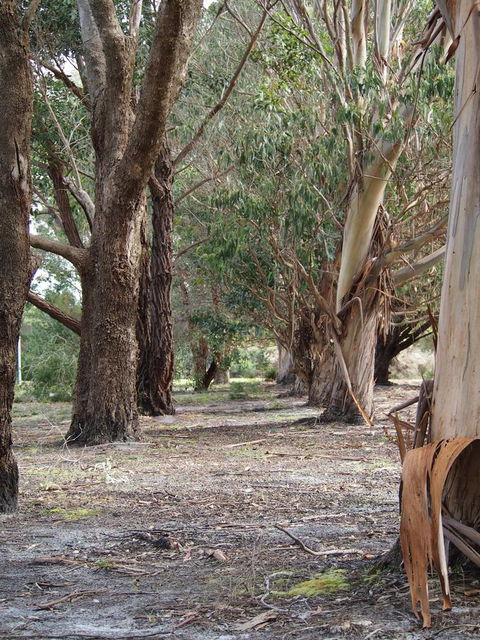 Riverside Retreat Chalets, Walpole - Accommodation Gold Coast 16