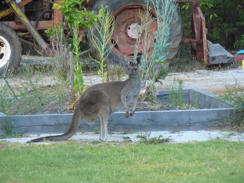 Nannup Bush Retreat - Gold Coast 4U 38