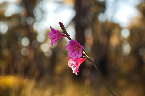 Amaroo Retreat & Spa - Accommodation Gold Coast 14