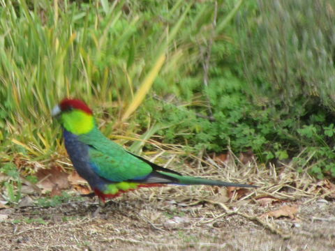 Di's Cabin In Dwellingup - Accommodation Gold Coast 26