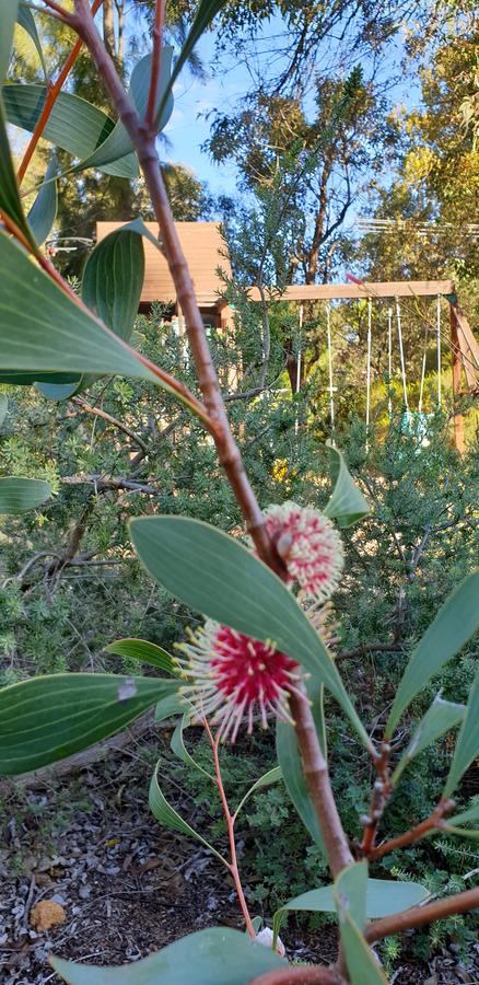 Di's Cabin In Dwellingup - Accommodation Gold Coast 4
