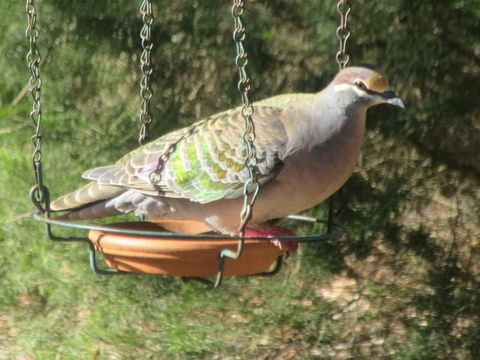 Di's Cabin In Dwellingup - Accommodation Gold Coast 25