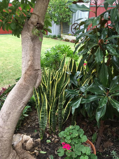 Bluebird Cottage - Gold Coast 4U 30