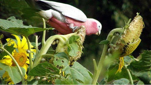 Bentwood Olive Grove Accommodation - Accommodation Gold Coast 19