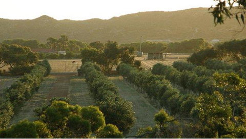 Bentwood Olive Grove Accommodation - Accommodation Gold Coast 24