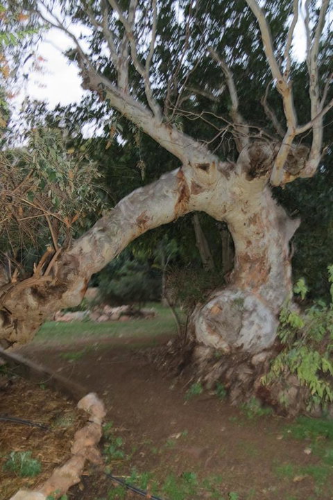 Bentwood Olive Grove Accommodation - Accommodation Gold Coast 22