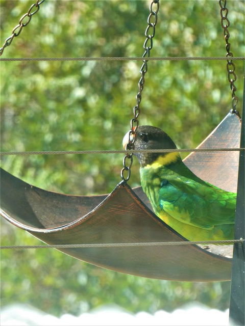 Treetops Cottage - Accommodation Gold Coast 29