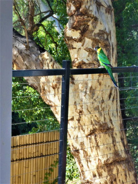 Treetops Cottage - Accommodation Gold Coast 27