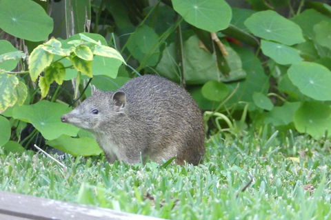 Treetops Cottage - Accommodation Gold Coast 25
