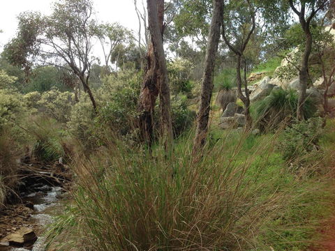 Treetops Cottage - Accommodation Gold Coast 24