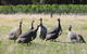 Windfall Estate Vineyard Cottage - thumb 27
