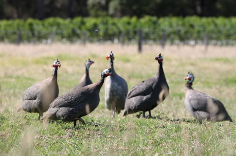 Windfall Estate Vineyard Cottage - Gold Coast 4U 27
