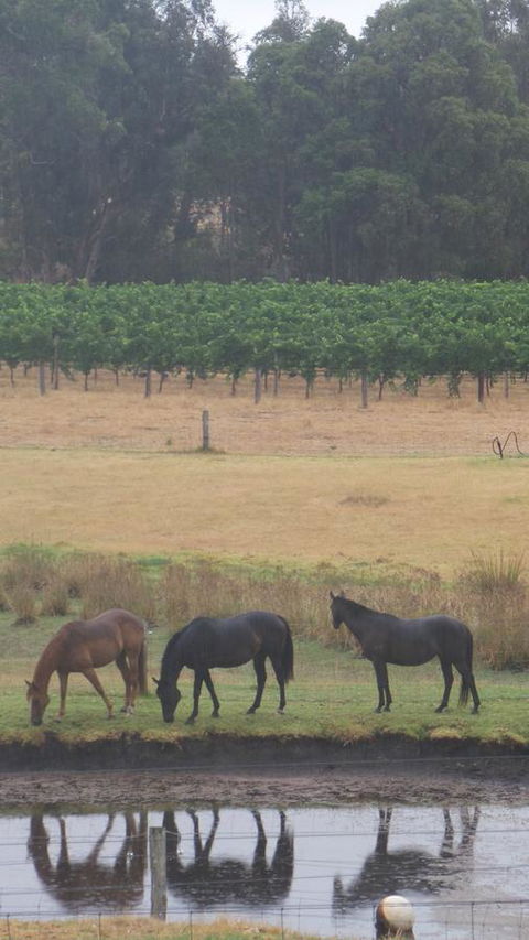 Windfall Estate Vineyard Cottage - Gold Coast 4U 26