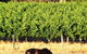Windfall Estate Vineyard Cottage - thumb 18