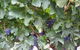 Windfall Estate Vineyard Cottage - thumb 29