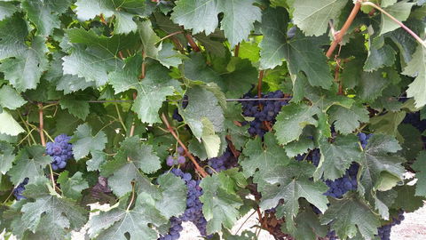 Windfall Estate Vineyard Cottage - Gold Coast 4U 29