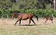Windfall Estate Vineyard Cottage - thumb 17