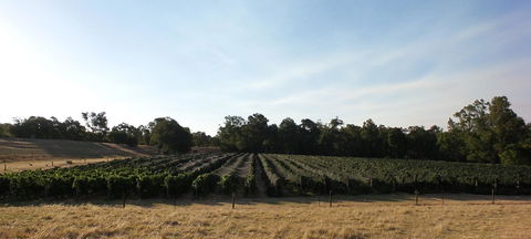 Windfall Estate Vineyard Cottage - Gold Coast 4U 28